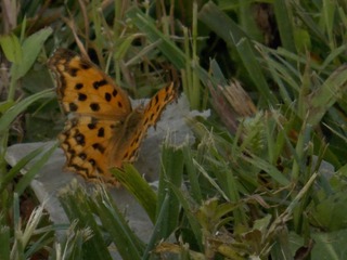 RSCN0605