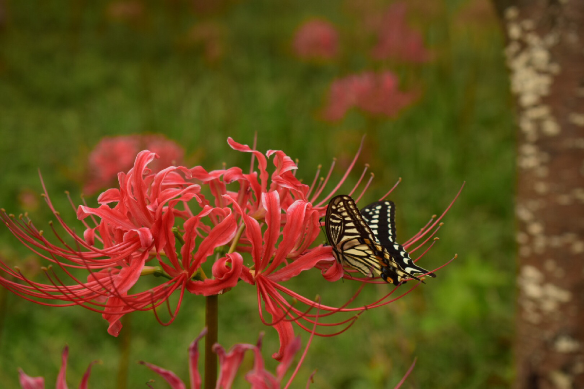 地狱之花:漫珠沙华