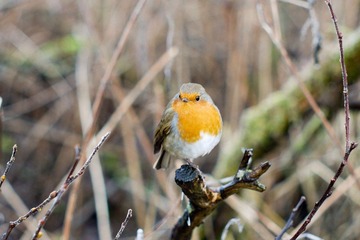 Robin