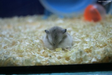 20140128鼠