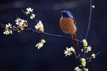 _MG_4096a