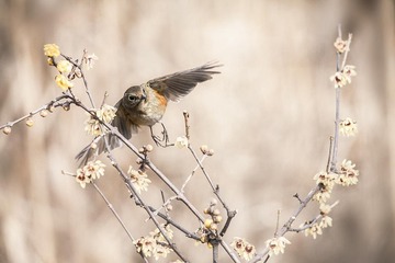 _MG_9929a