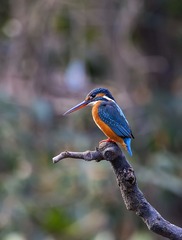 _MG_0106a