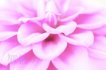 大丽花微距