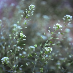 IMG_4557_1