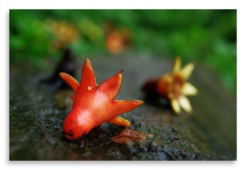 石榴总被雨打风吹去