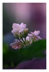 六月茉莉