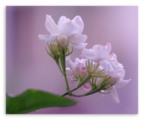 六月茉莉