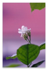 六月茉莉