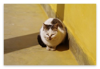径山寺小猫