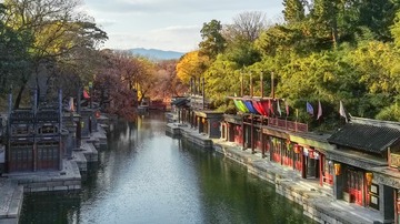 郁金香