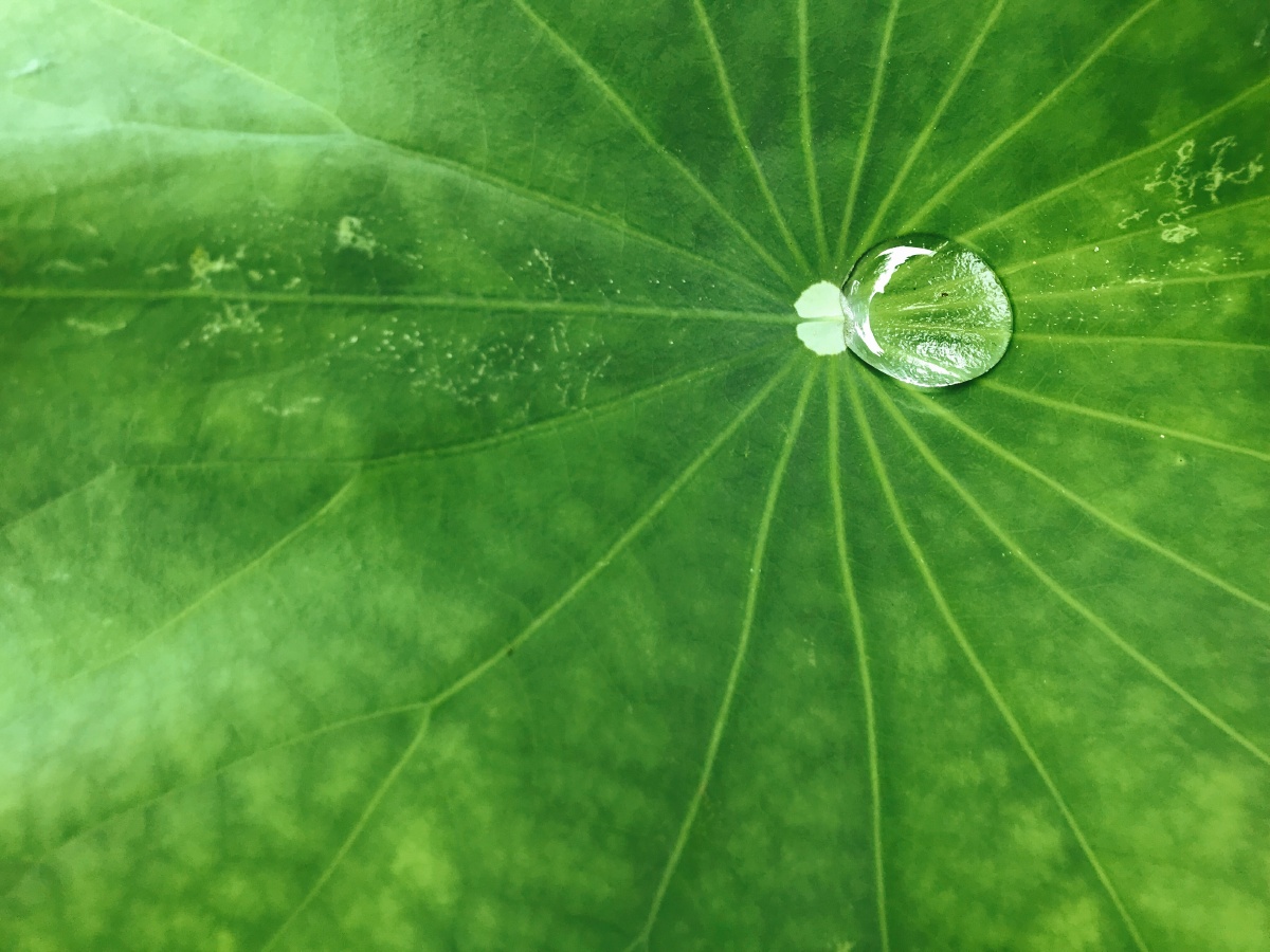 荷叶上的雨滴