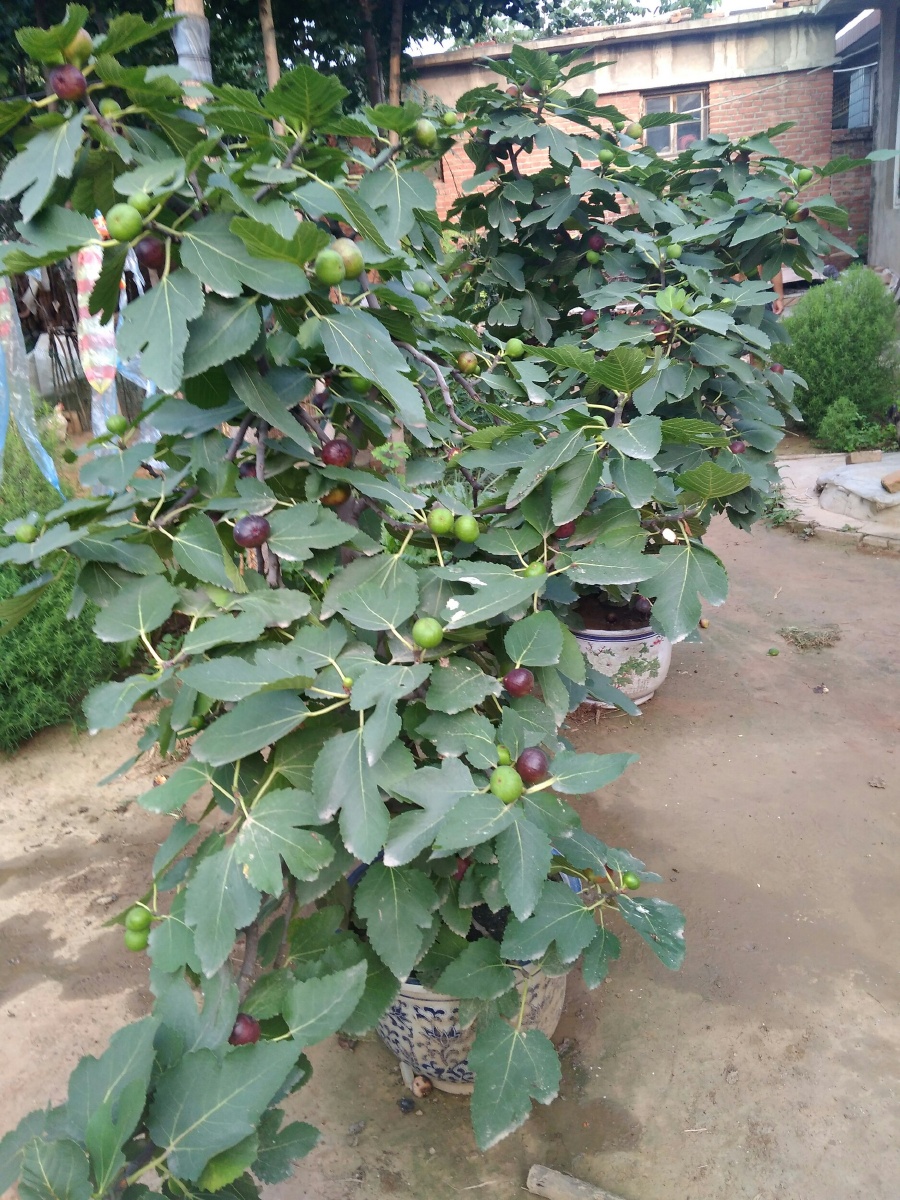 无花果盆景美呀.