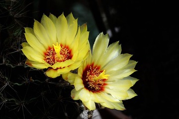 DSC_1954_