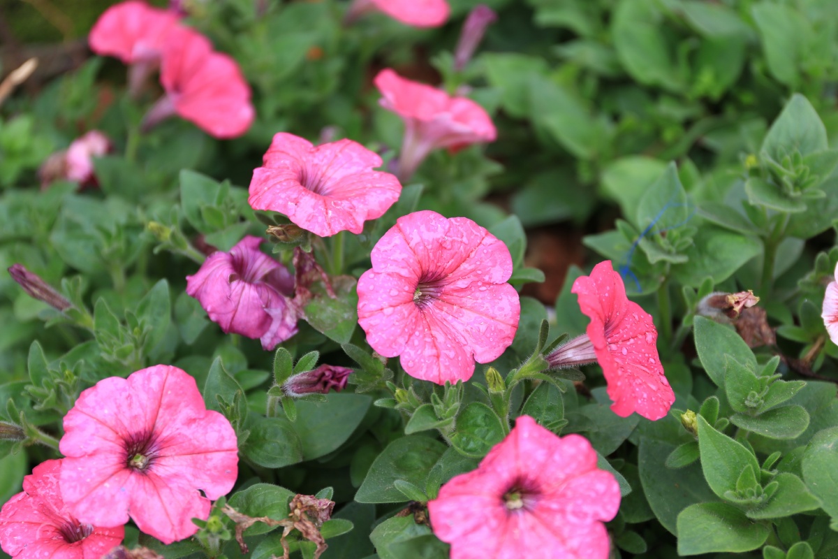 呆头小鹅 - 图虫