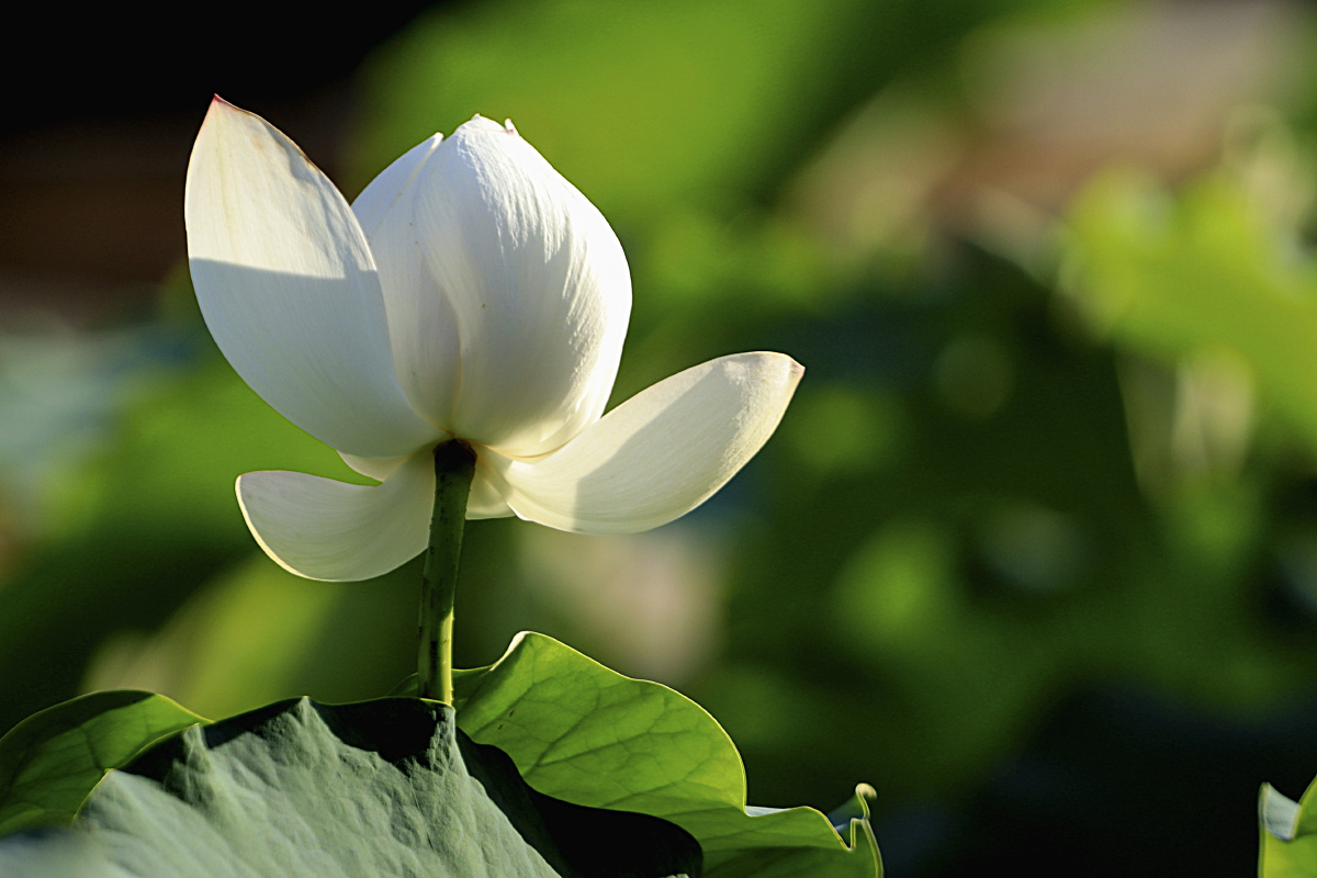 广西玫瑰湖公园白荷花初开