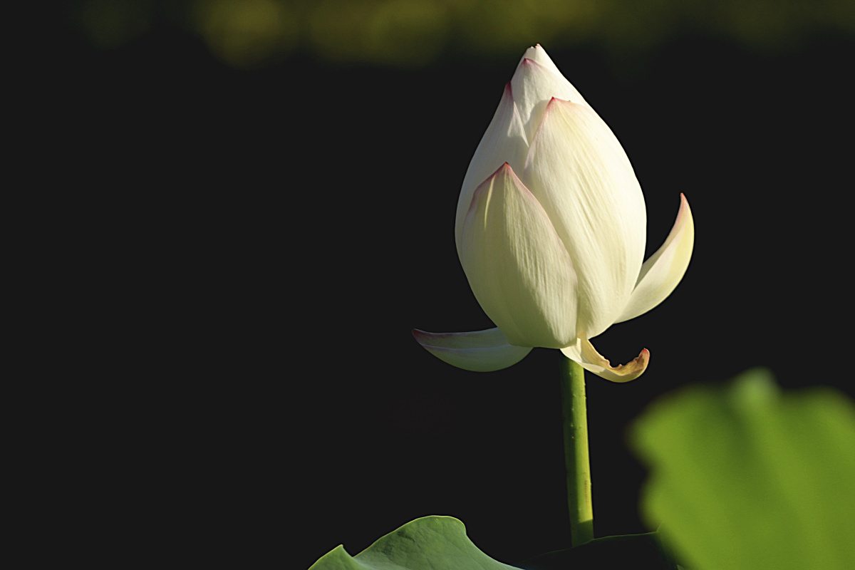 广西玫瑰湖公园白荷花初开
