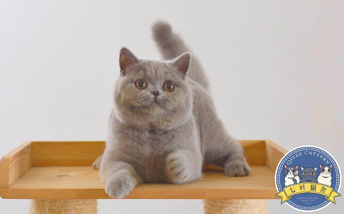 七叶猫舍英国短毛猫cfawcf英短蓝猫