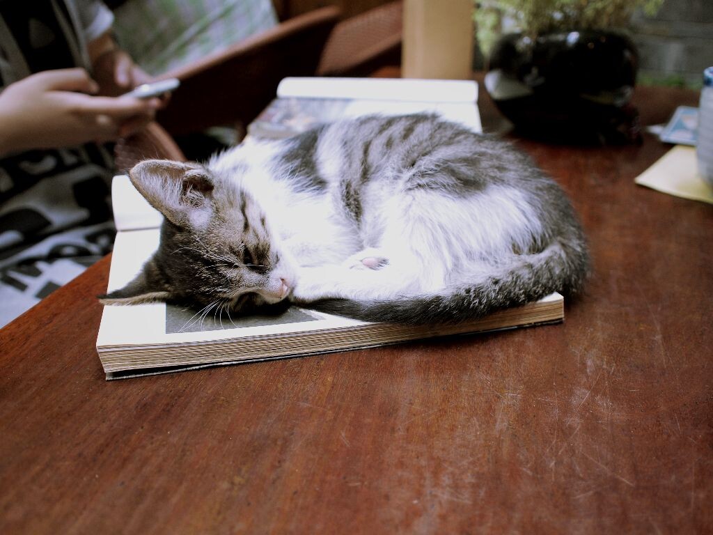 猫空里面的小猫咪