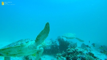 G0065702