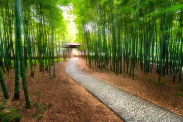 竹林幽径