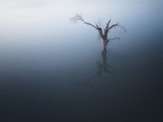 水中枯树