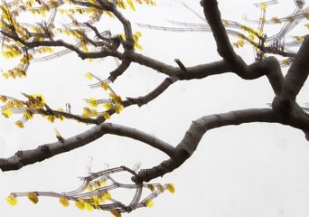 腊梅花开