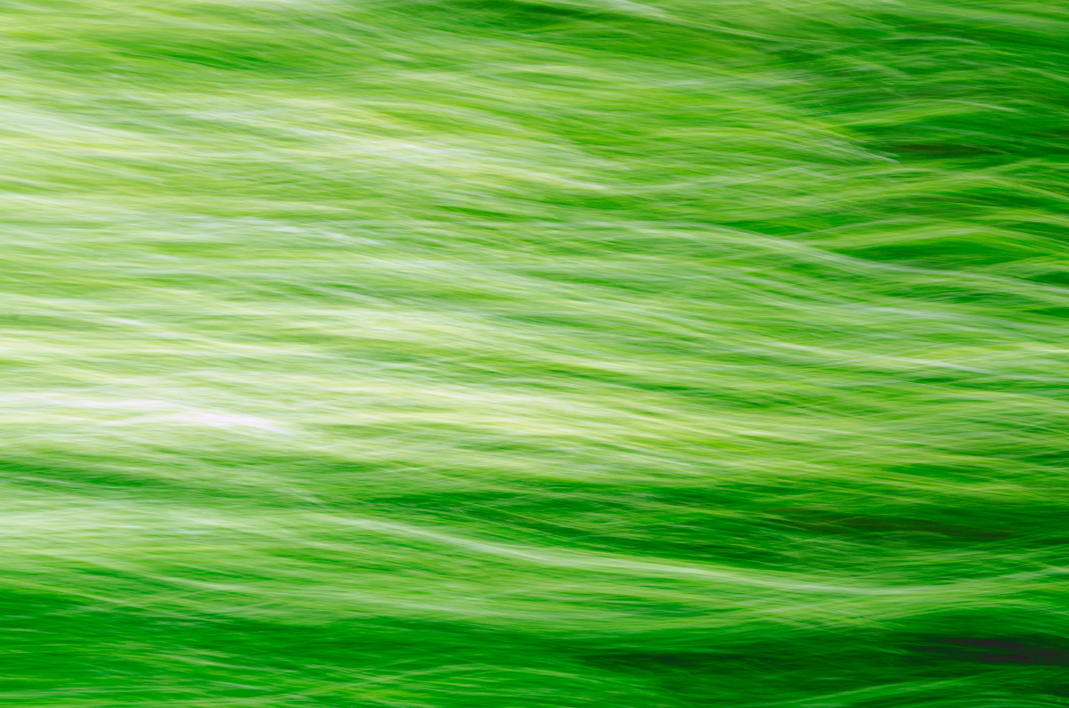 oregon是全美最绿的州,随手拍一张便是葱茸的绿色.