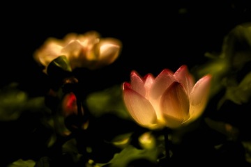 艳荷