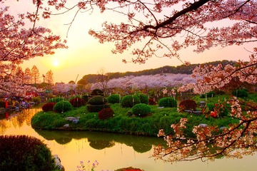 夕阳下的樱园