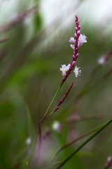 野花