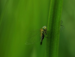 蜻蜓