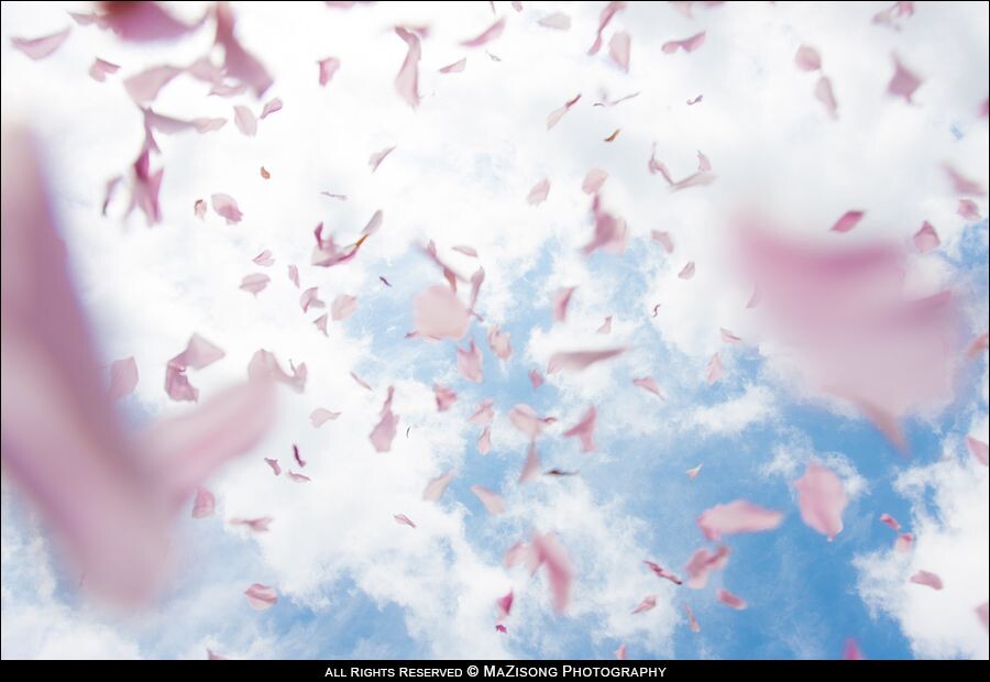 花瓣雨