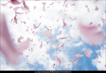 花瓣雨