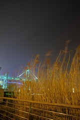 HDR 芦苇