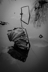 DSCF9653-1