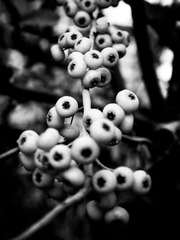 DSCF9570-1