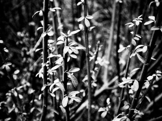 DSCF9578-1