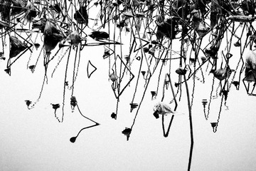 DSCF9644-1