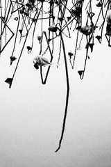 DSCF9645-1