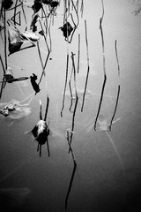 DSCF9650-1