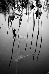 DSCF9656-1