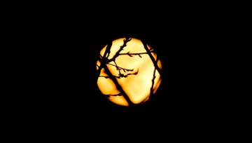 DSCF0145-1