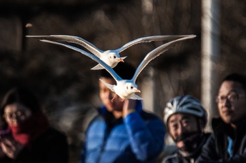 _CX71742-1