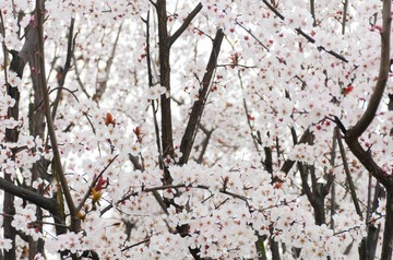 20140306001