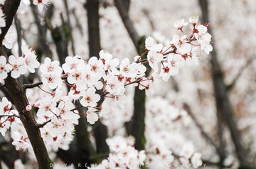 20140306002