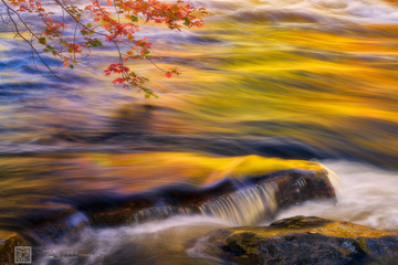 _DSC7570_C1-_focus_stacking-拷贝