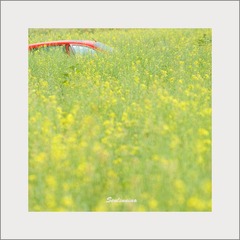 花田