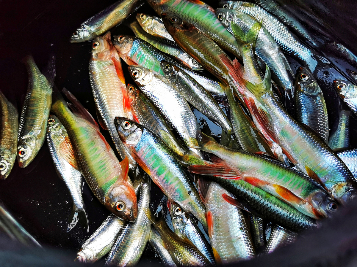 北京湖里的小野鱼