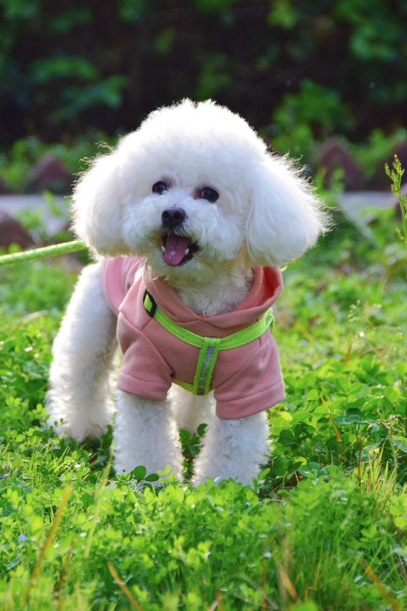 古灵精怪小巧可爱